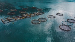 Durante 2023 los precios de los piensos de engorde para dorada y trucha se relajaron