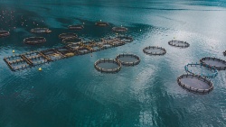El déficit de dorada y lubina en la UE llena las arcas de las empresas turcas de acuicultura