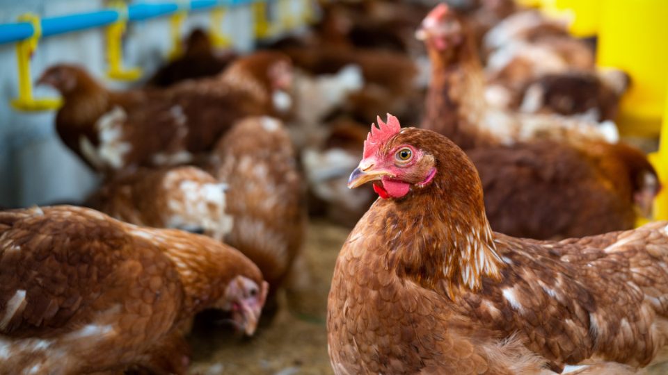 Granja de gallinas marrones