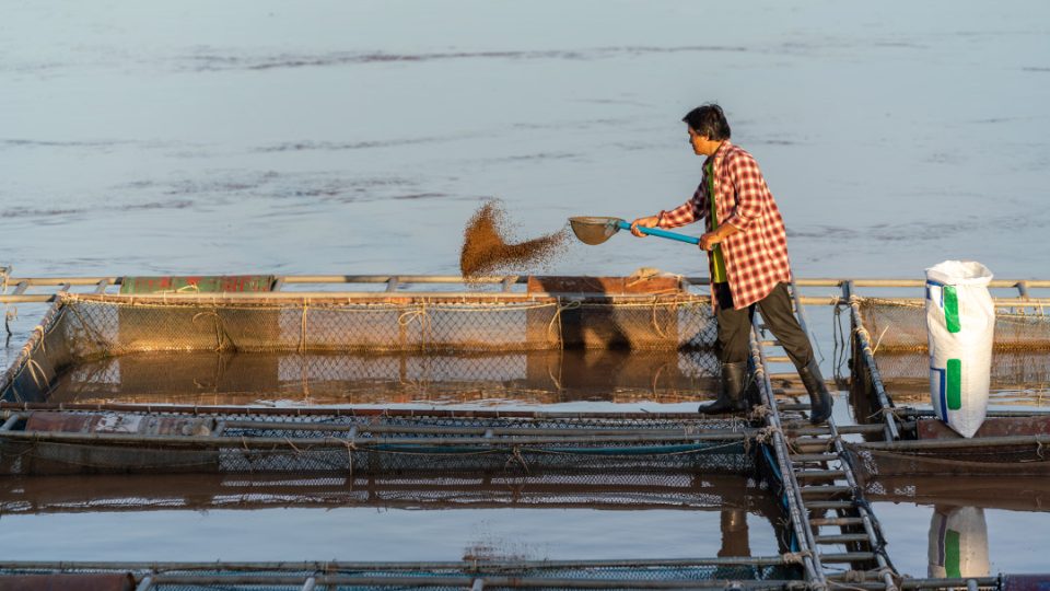 Granja de peces en Asia