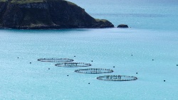 Investigadores aplican un modelo integral para comprender las interacciones de un IMTA de salmón y mejillones
