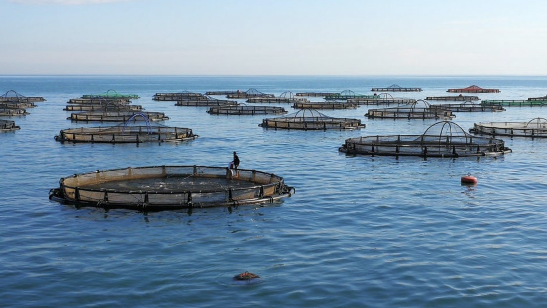 Granja de viveros flotantes en el Mediterráneo