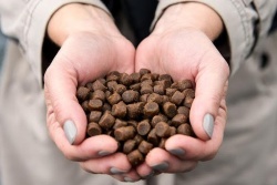 Octubre marca una nueva caída de los precios del pienso de engorde para dorada y trucha arcoíris