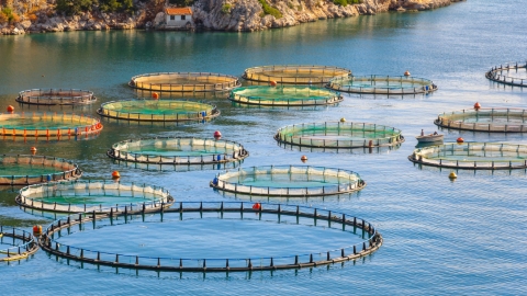 Greek Fish Farming