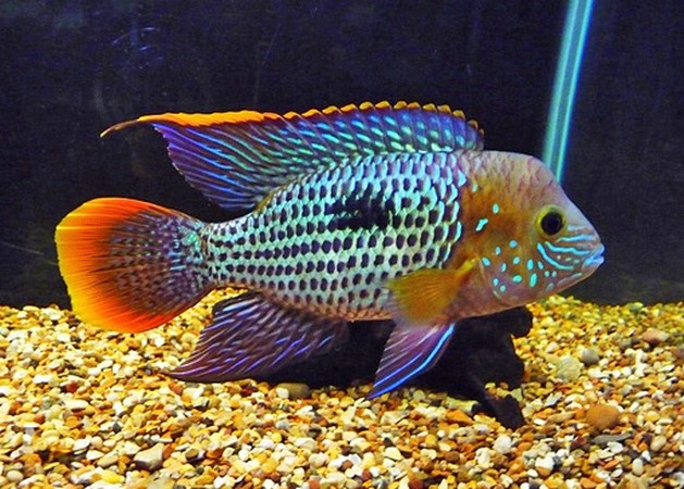 Green Terror (Aequidens rivulatus) Green Terror (Aequidens rivulatus)