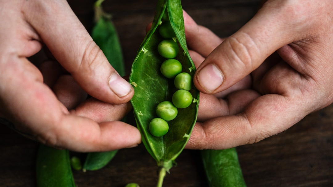 Guisantes, manos humanas