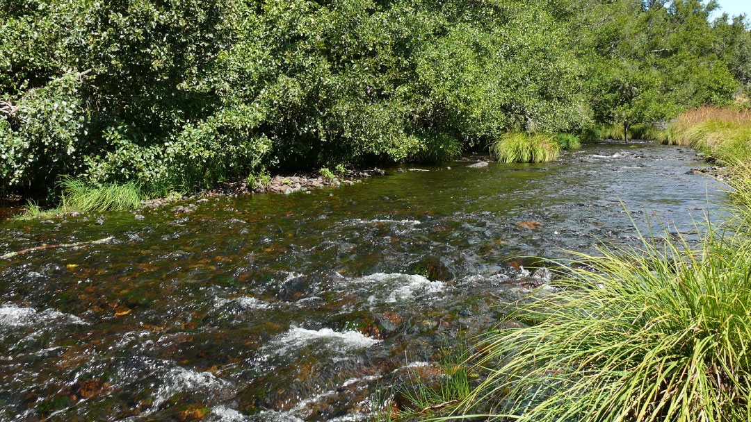 Hábitat natural mejillón de río Hábitat natural mejillón de río