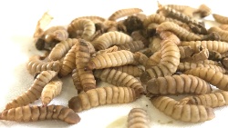 La harina de insecto en los piensos de acuicultura, ¿con grasa o sin grasa?