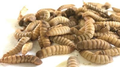 Mangimi a base di insetti: promettenti per l’acquacoltura, ma gli allevatori restano cauti