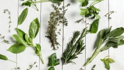 Extractos de plantas como nueva línea de anestésicos en acuicultura