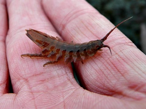 Idotea baltica, isópodo polinizador