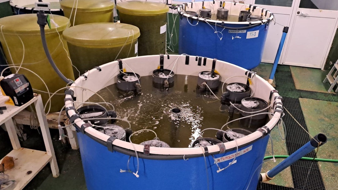 Reproductores de almeja fina en IFAPA Agua del Pino Reproductores de almeja fina en IFAPA Agua del Pino