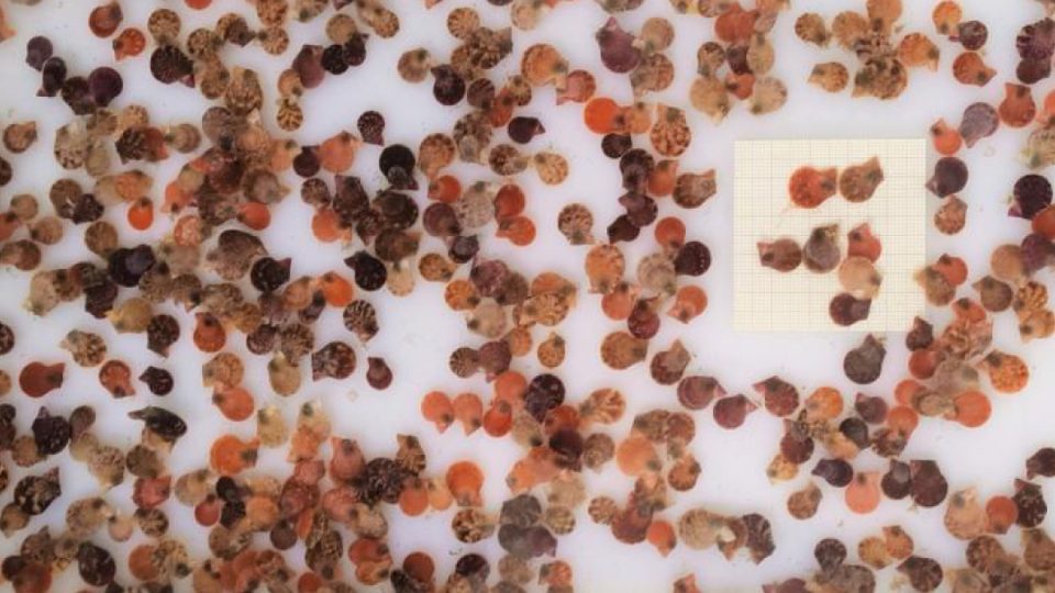 IFAPA Agua del Pino, semilla zamburiña