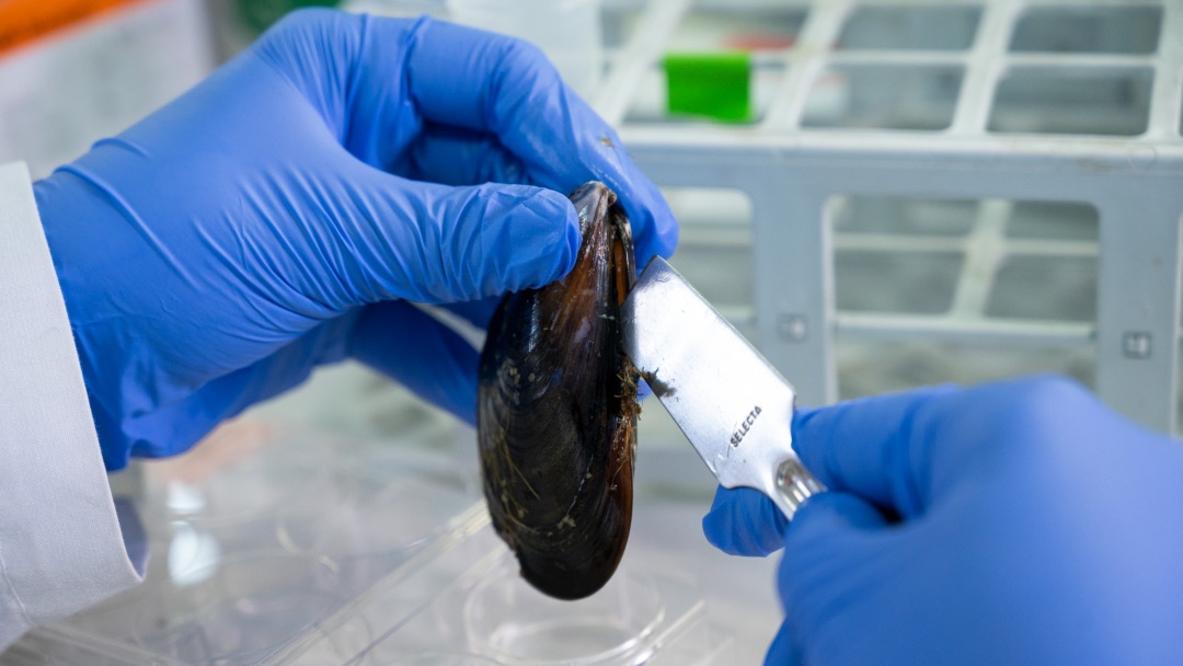 mejillón en mano de investigador del Instituto de Investigaciones Marinas del CSIC mejillón en mano de investigador del Instituto de Investigaciones Marinas del CSIC