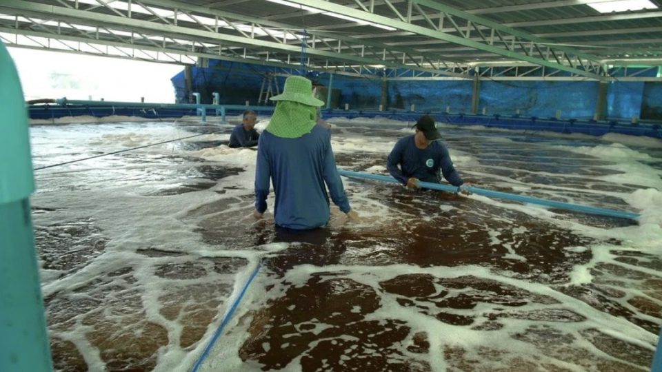 Inve Aquaculture - Langostinos
