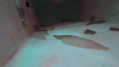 Un sistema de monitorización por vídeo puede ayudar a reconocer el momento de reproducción en lenguado senegalés
