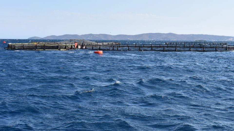 AZTI, jaulas Mediterráneo