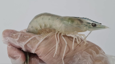 Langostino tropical Vannamei