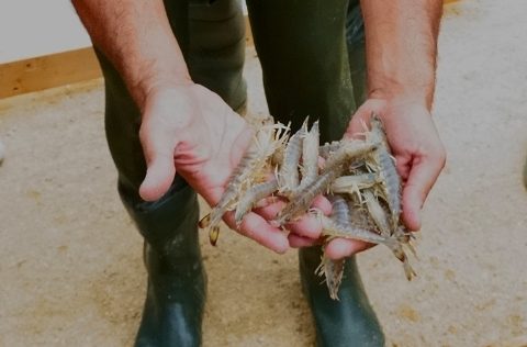 Langostino japonés