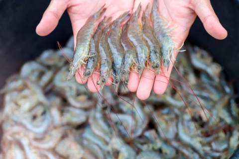 SANIPES, langostinos en manos