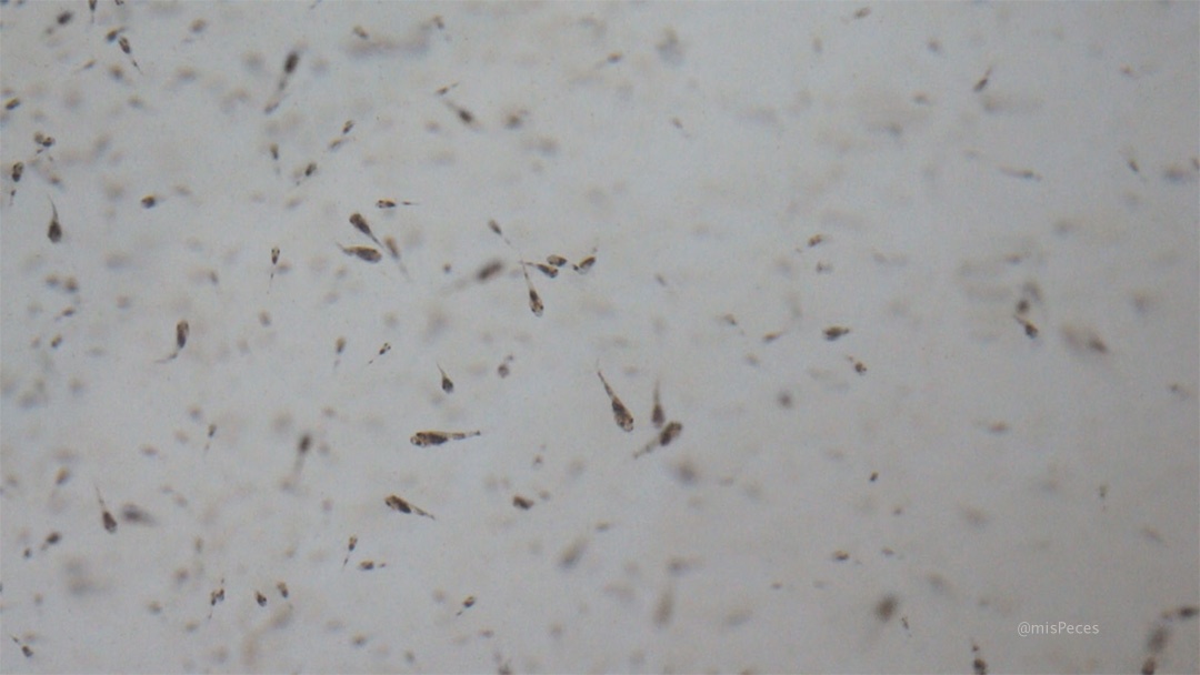 Larvas de corvina Larvas de corvina