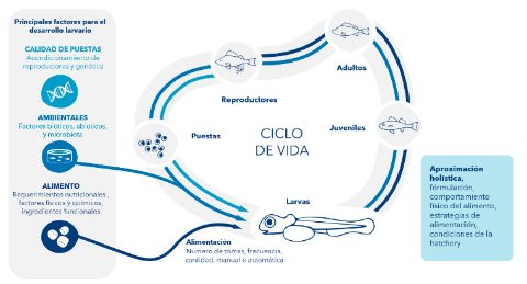 Larviva, ciclo de vida de las larvas