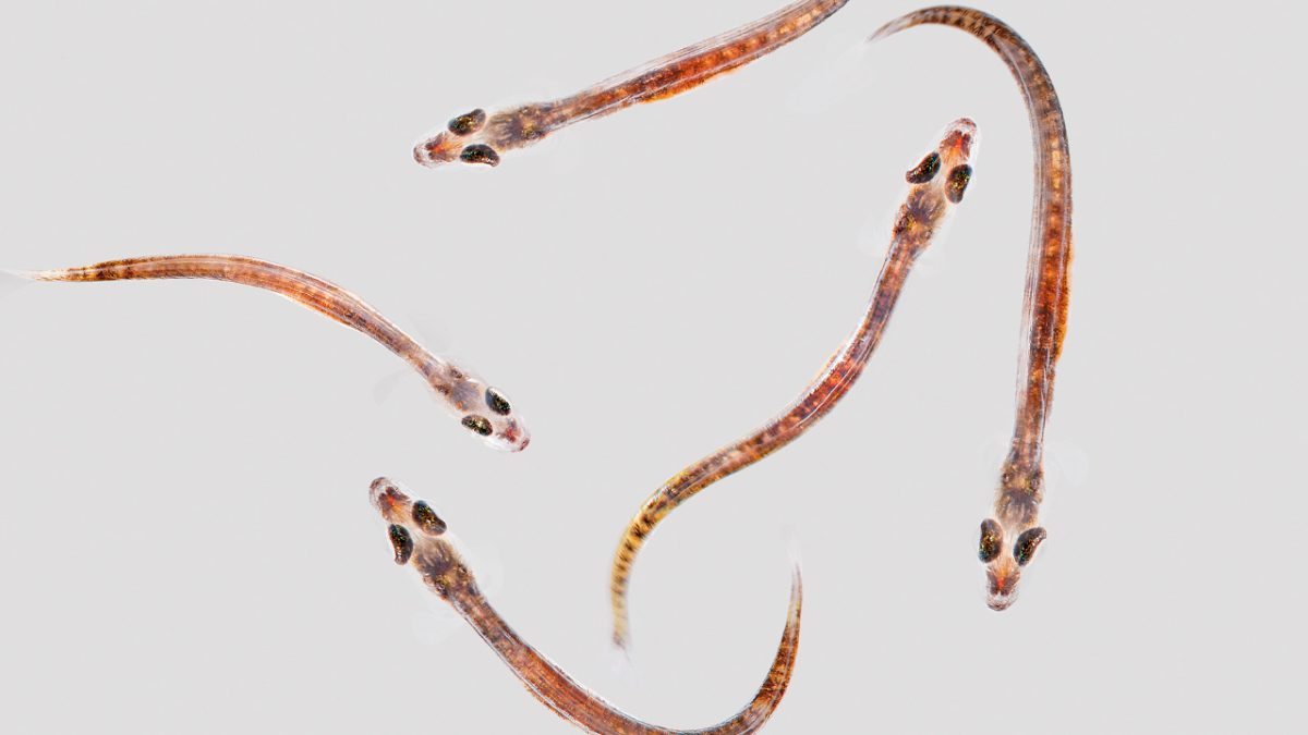 Larvas de peces de Larviva de BioMar