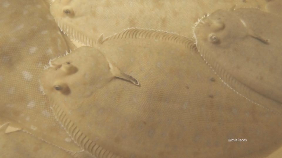 Lenguado senegalés (Solea senegalensis)