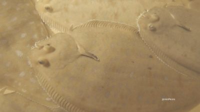Descifrando los misterios de la reproducción del lenguado. Una inmersión en el mundo olfativo