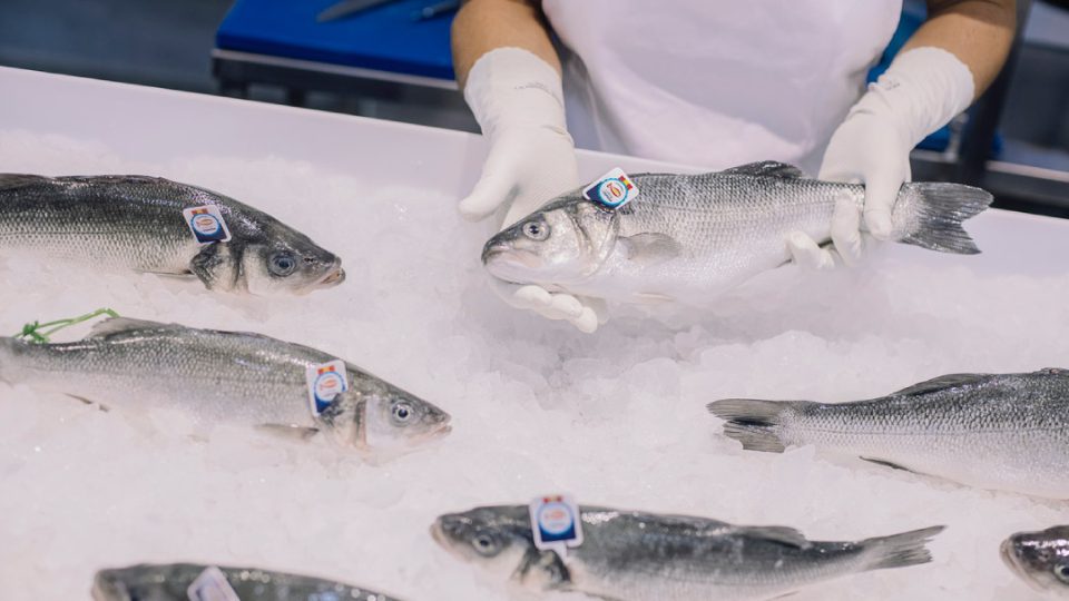 Lubina sello Crianza Mares y Ríos de España