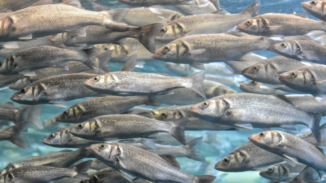 Decoding sea bass behaviour with AI Transforming aquaculture management