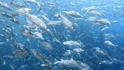 El ejercicio moderado ayuda a los peces a regular la respuesta al estrés
