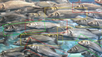 Aquaculture Europe 2025 llama a expertos a explorar la fisiología y nutrición de los peces