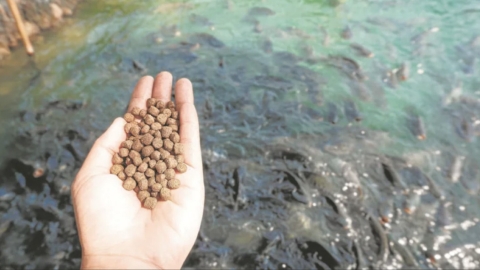 Mano alimentando con pienso