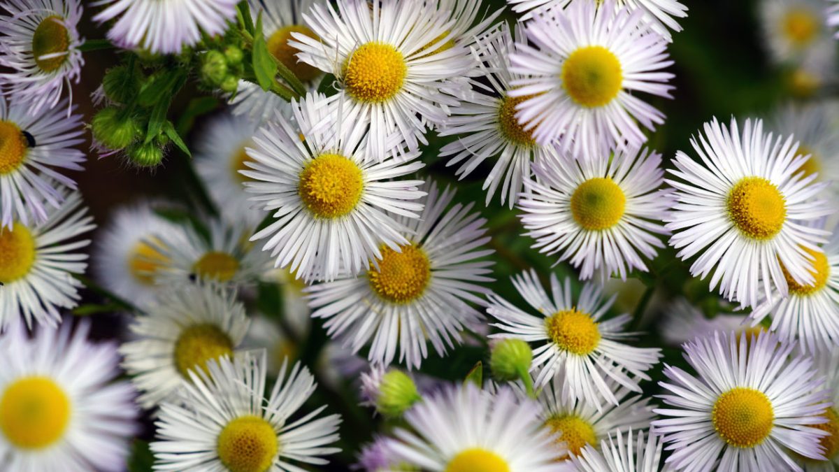 Planta de manzanilla (Matricaria chamomilla)