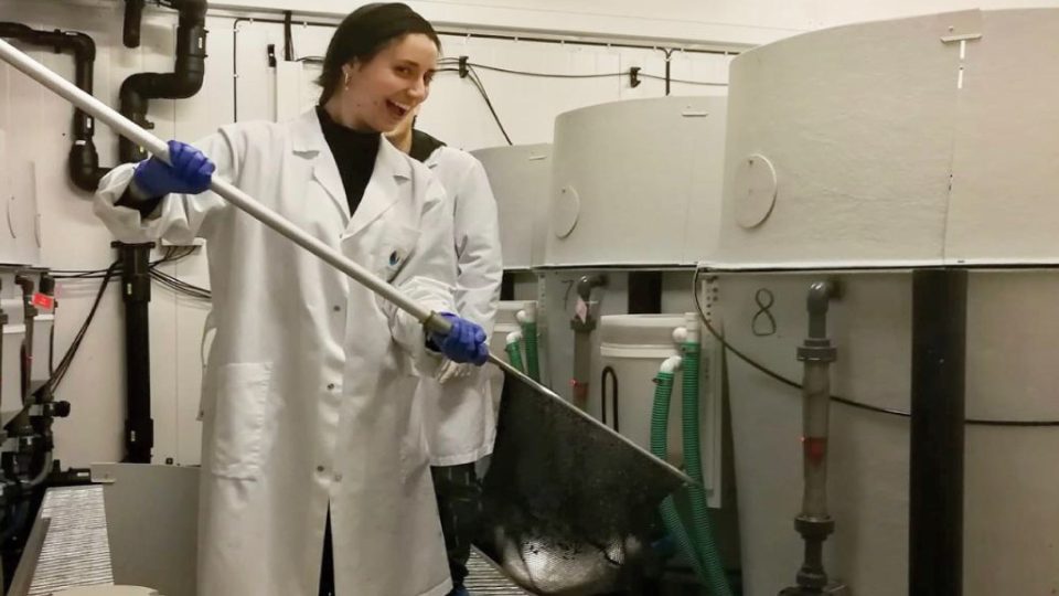 Mariana Ferreira experimentación peces