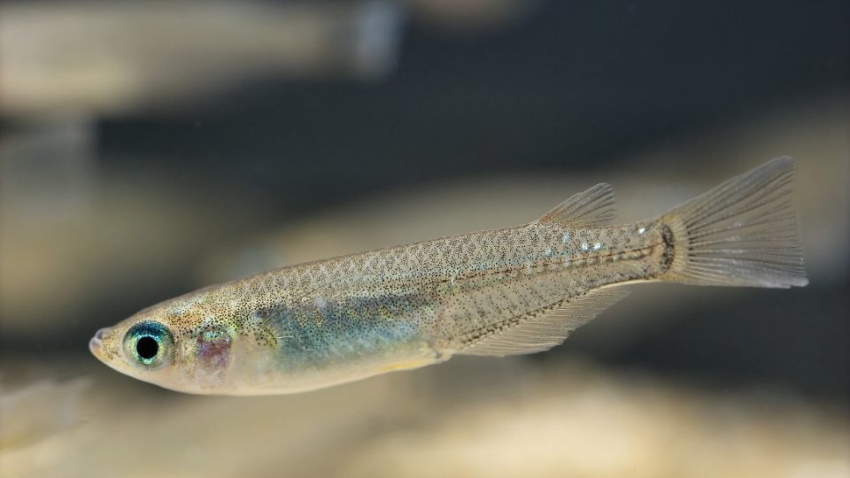 Medaka fish | Wikipedia