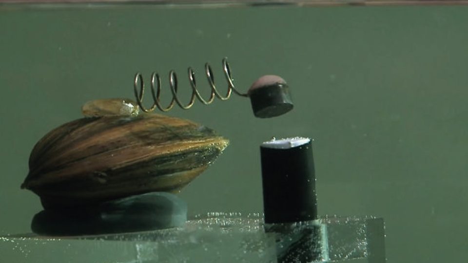 mejillones con sensor para la calidad del agua