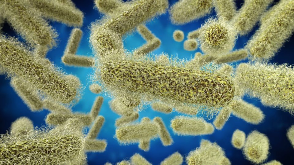 microbios simulación gráfica