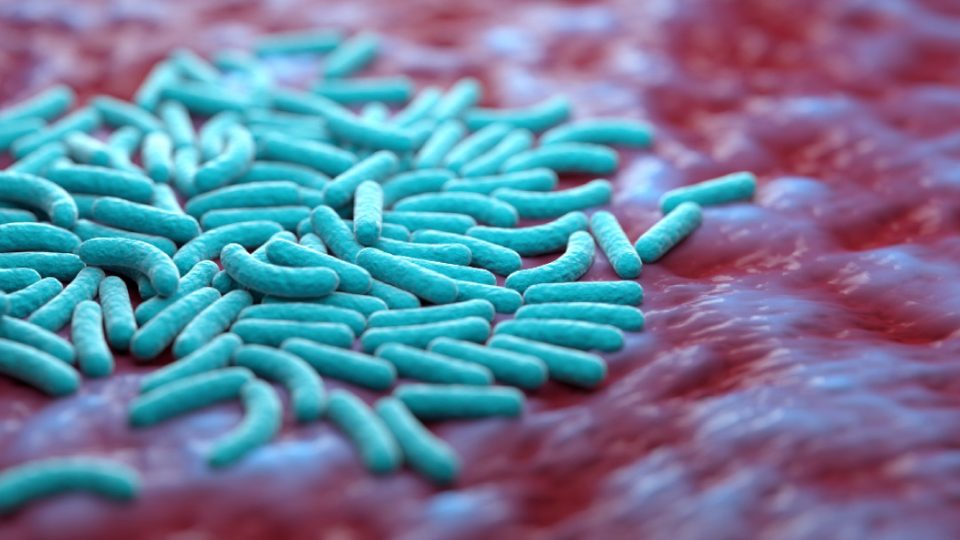 microbiota