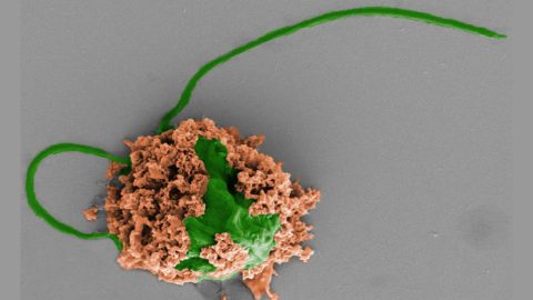 Microrrobot de microalga