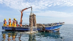 Global bivalve aquaculture removes 1.29 million tonnes of carbon annually – yet the scientific debate remains unresolved