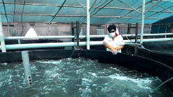 Científicos del Centro de Acuicultura Morro Sama-Tacna peruano consiguen los primeros alevines de corvina