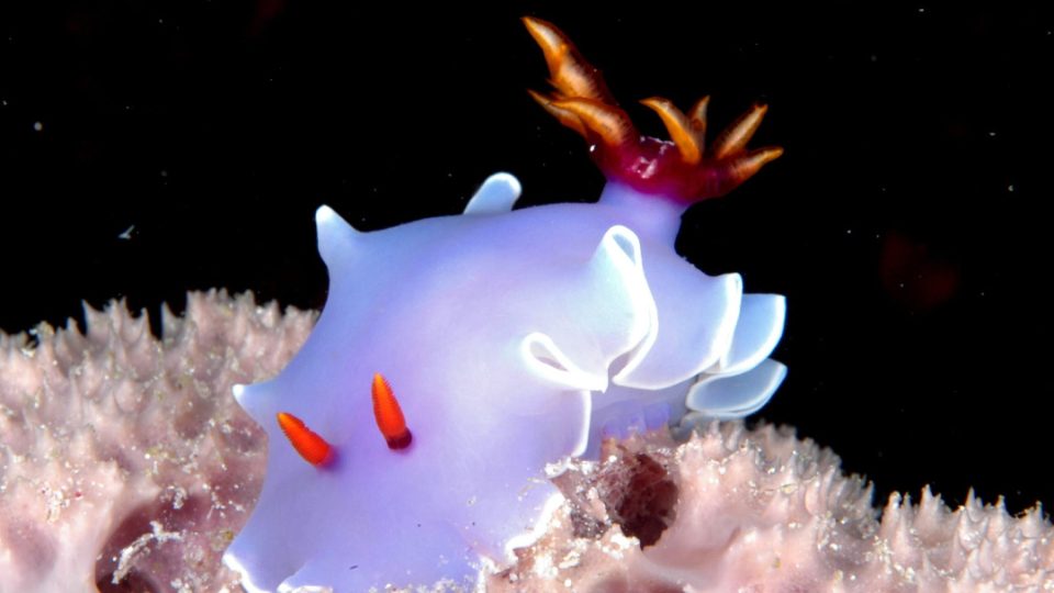Invertebrado Hypselodoris bullockii
