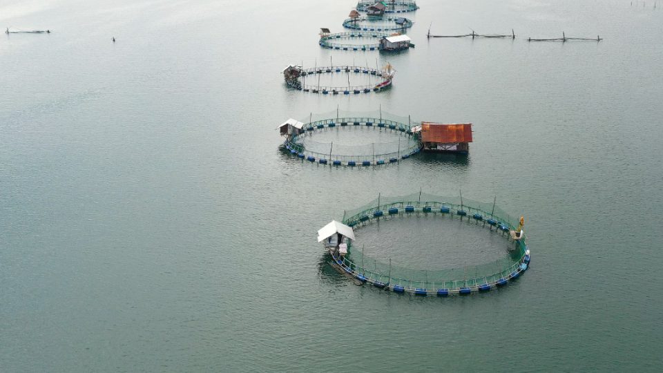 Ocean Fish Farming
