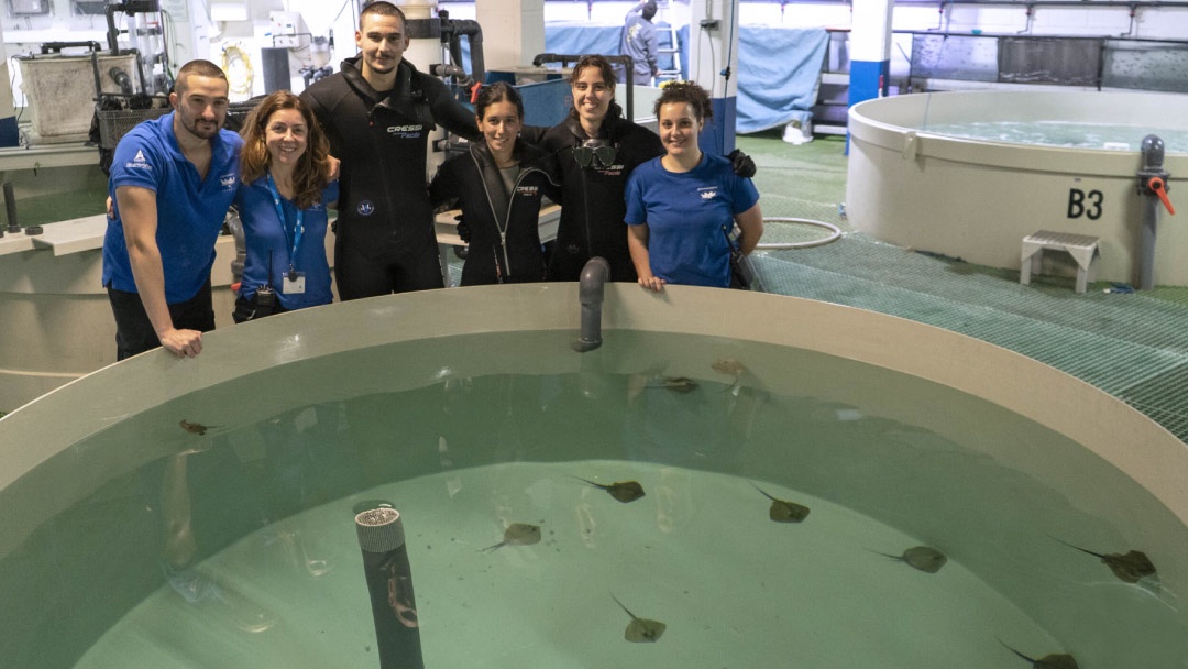 Equipo Oceanogàfic València con pastinacas Equipo Oceanogàfic València con pastinacas