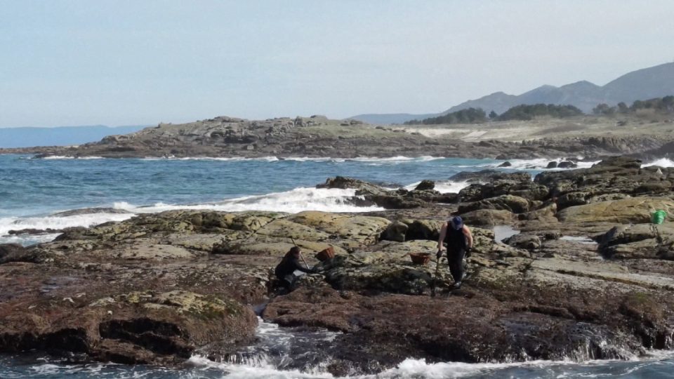 Bateeiro recogiendo semilla mejillón