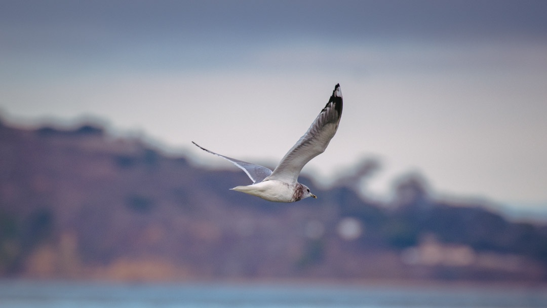 Pájaro sobre el Mar Pájaro sobre el Mar