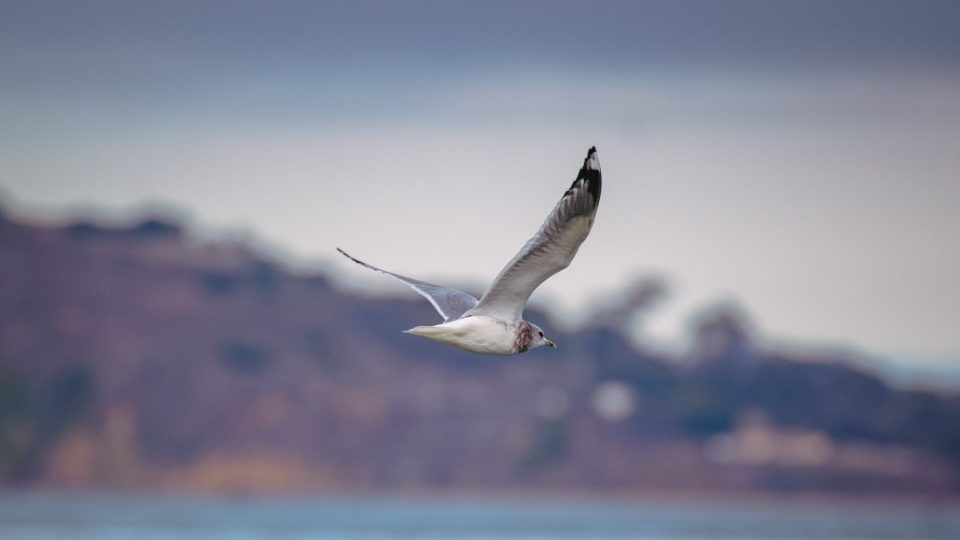 Pájaro sobre el Mar