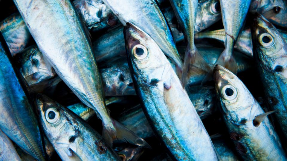 Peces azules tipo sardinas